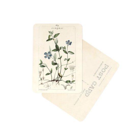 CARTE POSTALE FLEURS BLEUES