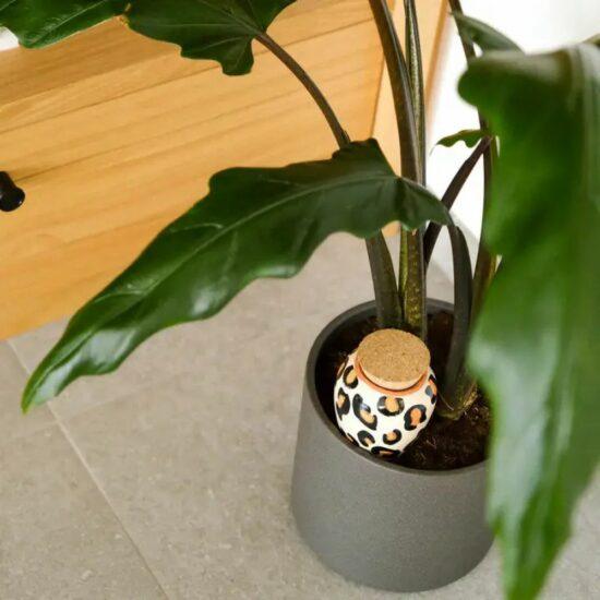OLLA LEOPARD - PEPIN – Image 2