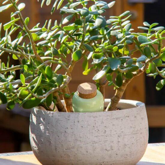 OLLA VERT* - PEPIN – Image 2